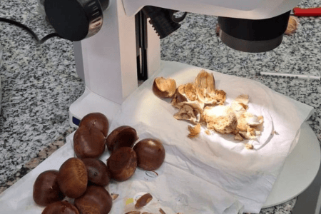 Amostra da carga de castanhas apreendida sendo examinada por um profissional com o auxílio de um microscópio, durante análise para identificação de praga.