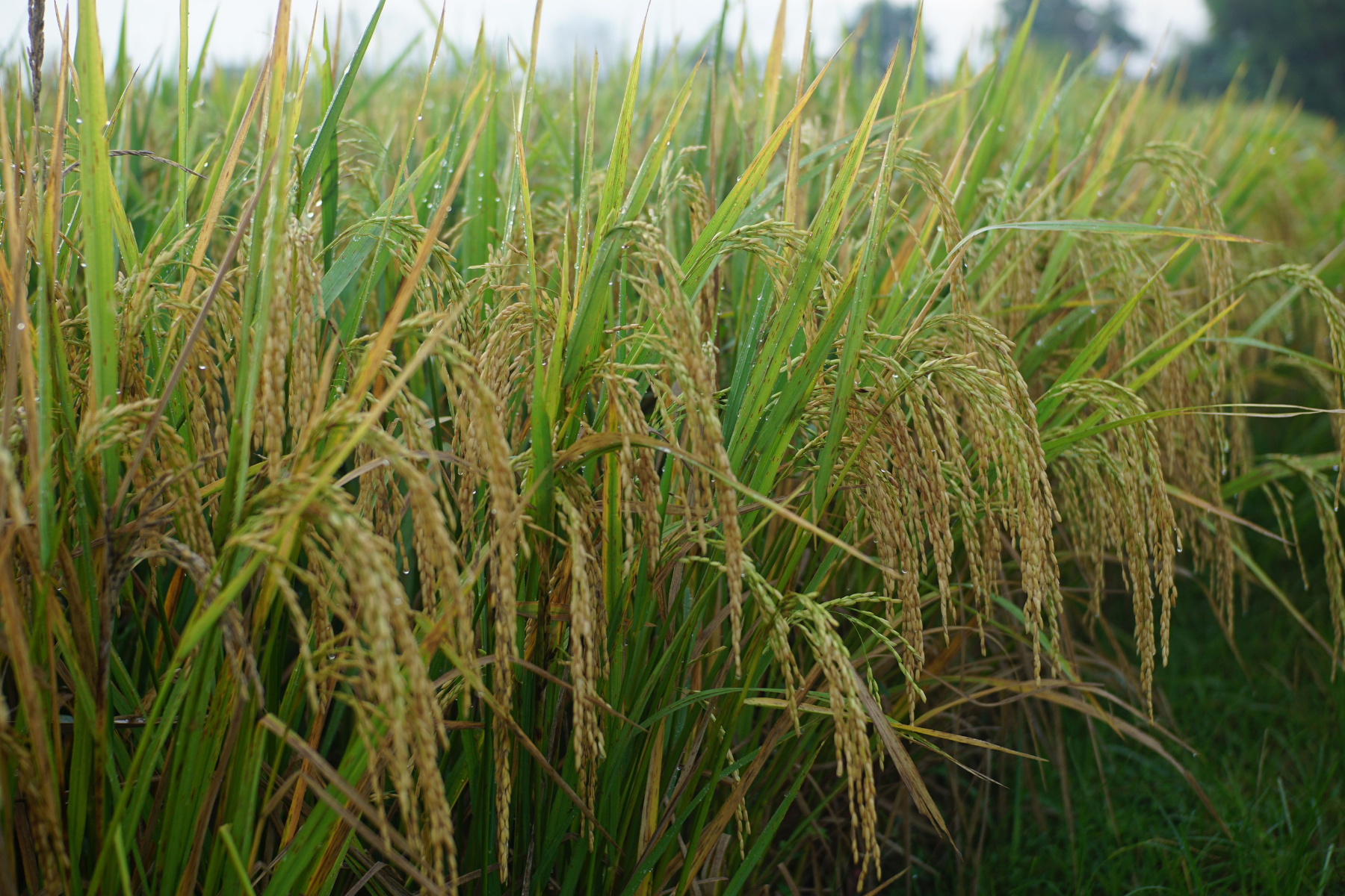 Preço do arroz fica estável com baixa demanda e exportações fracas