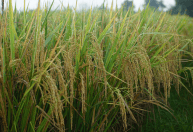 Preço do arroz fica estável com baixa demanda e exportações fracas