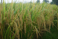 Preço do arroz fica estável com baixa demanda e exportações fracas