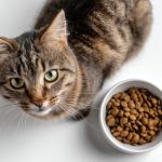 Gato tentar enterrar a comida e arranhar o chão depois de comer é normal?