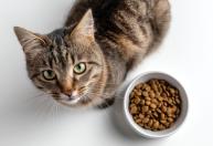 Gato tentar enterrar a comida e arranhar o chão depois de comer é normal?