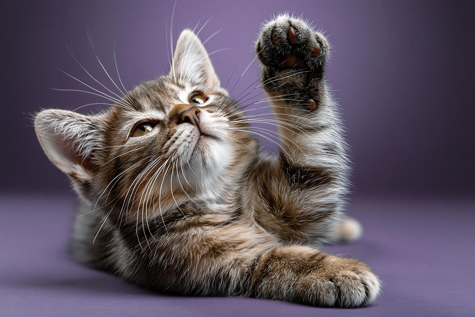Especialistas revelam que os gatos que miam à noite não sentem medo ou tristeza, mas sim tédio