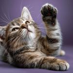 Especialistas revelam que os gatos que miam à noite não sentem medo ou tristeza, mas sim tédio