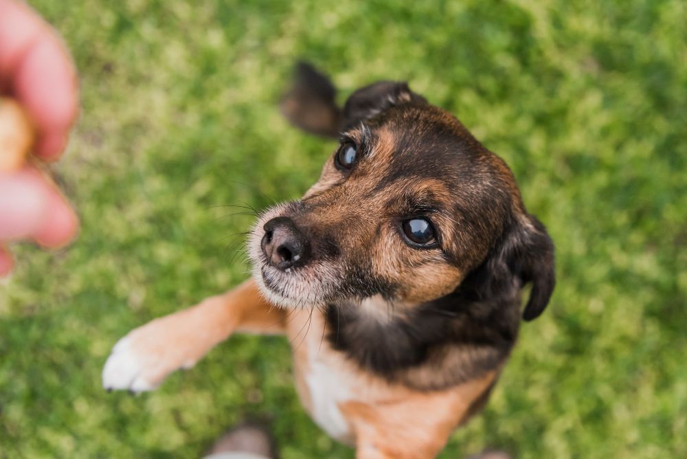 Cachorros conseguem sentir o cheiro do estresse humano, aponta estudo