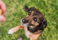 Cachorros conseguem sentir o cheiro do estresse humano, aponta estudo