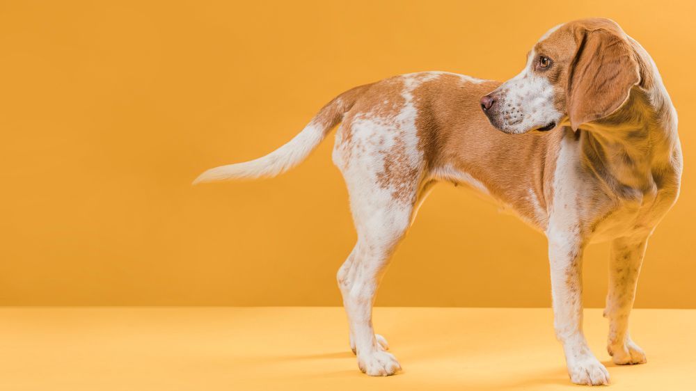 Cachorro correndo atrás do próprio rabo: quando a brincadeira pode esconder um problema?