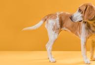 Cachorro correndo atrás do próprio rabo: quando a brincadeira pode esconder um problema?