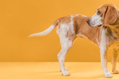 Cachorro correndo atrás do próprio rabo: quando a brincadeira pode esconder um problema?