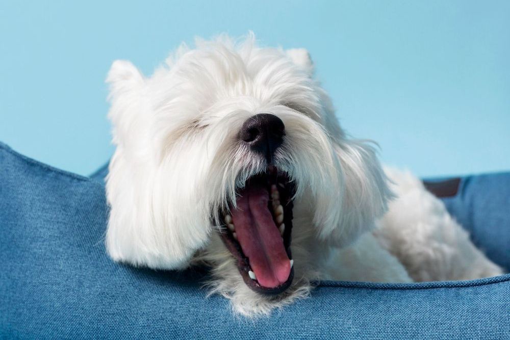 Seu cachorro boceja quando você boceja? A ciência já investigou esse comportamento