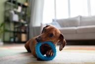 Cachorros: por que eles escondem brinquedos e petiscos? O hábito tem uma explicação curiosa