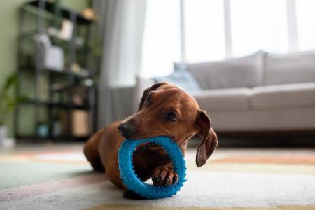 Cachorros: por que eles escondem brinquedos e petiscos?
