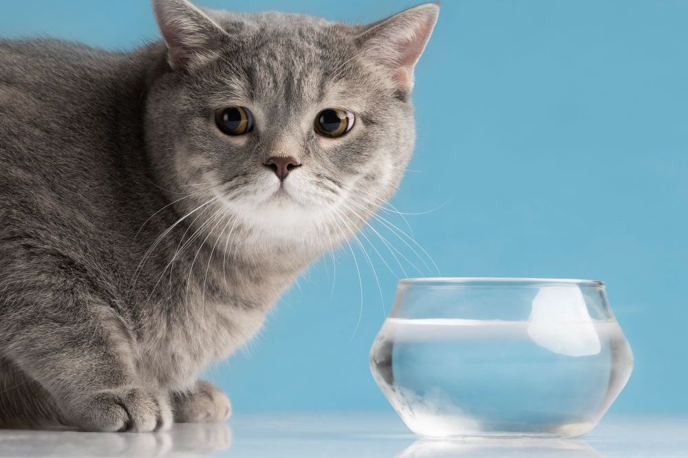 Gato bebendo pouca água: situação pode esconder um problema que merece atenção