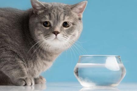 gato bebendo pouca agua