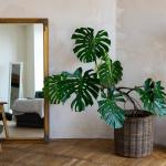 Espelhos e quadros na parede estão fora de moda: estas são as 4 novas tendências para a sala de estar