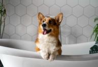 Seu cachorro segue você até no banheiro? Entenda por que ele não quer ficar para trás