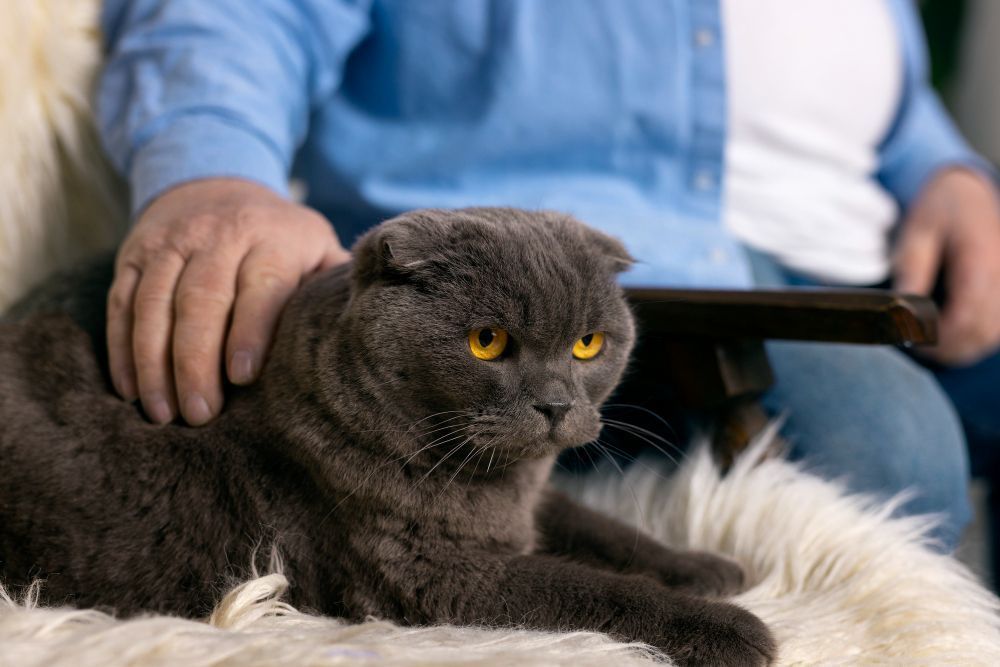Seu gato dá cabeçadinhas em você? Esse gesto pode ter um significado especial