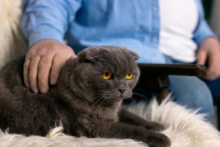 gato