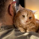 Especialistas em comportamento felino concordam: 'A pessoa favorita dos gatos é sempre aquela que respeita os seus limites'