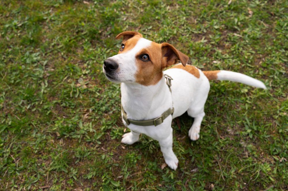 Cachorro abanar o rabo nem sempre significa que ele está feliz; entenda