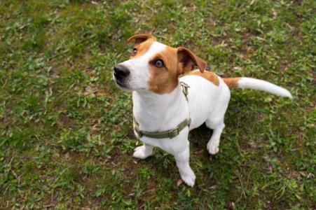 Cachorro abanar o rabo nem sempre significa que ele está feliz