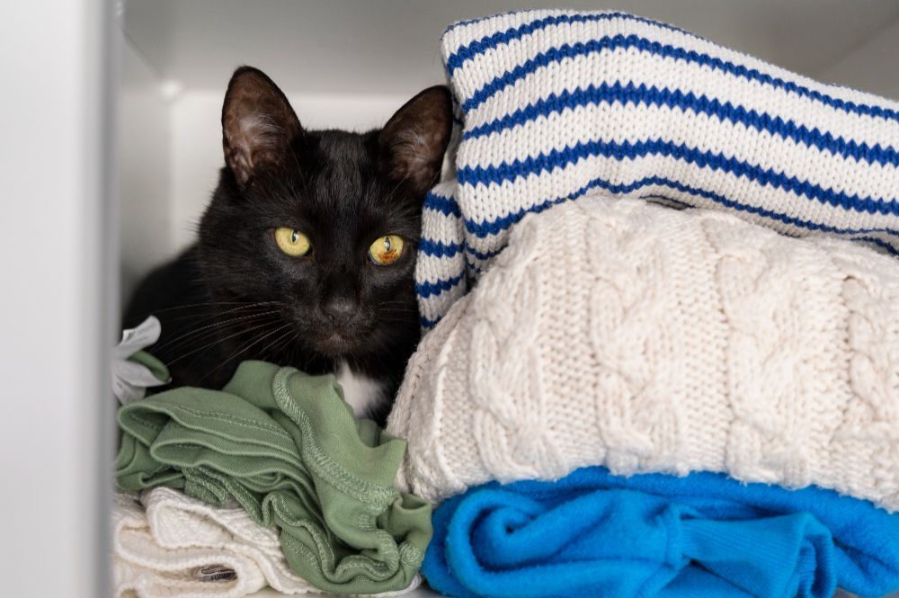Gatos: por que eles dormem em cima das roupas dos tutores?