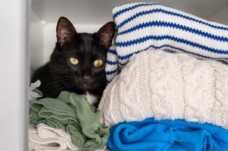 Gatos: por que eles dormem em cima das roupas dos tutores?