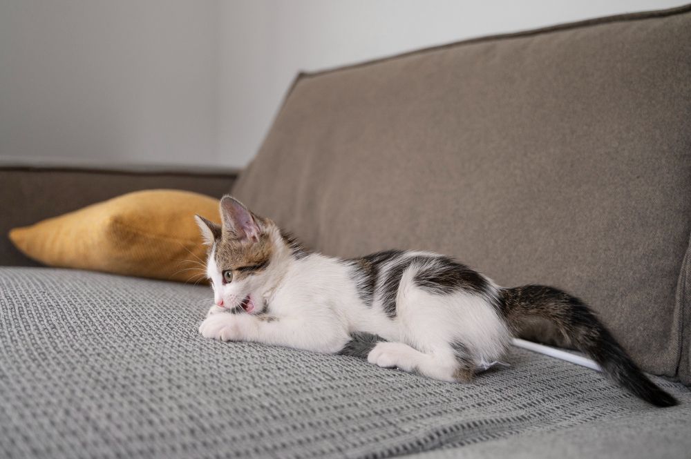 Por que os gatos arranham o sofá mesmo tendo um arranhador em casa