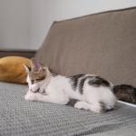 Por que os gatos arranham o sofá mesmo tendo um arranhador em casa