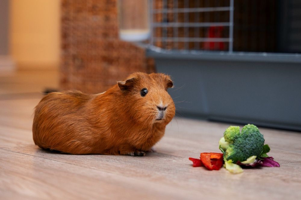 Porquinho-da-índia e vitamina C: o detalhe da alimentação que muitos tutores desconhecem