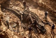 Estudo sugere que os primeiros animais surgiram muito antes do que se pensava