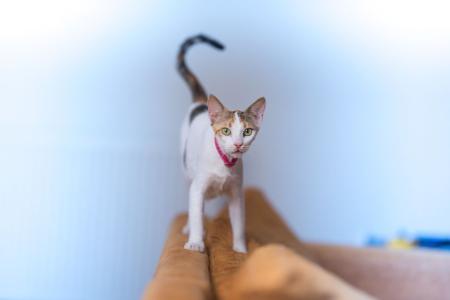 gato
