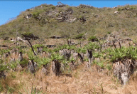 Biodiversidade: vegetação, espécies curiosas e rios mostram riqueza natural de Gouveia