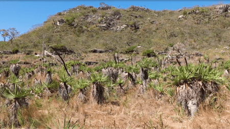 Vegetação que cresce apenas um centímetro por ano, espécies curiosas e rios importantes mostram a riqueza natural das montanhas de Gouveia