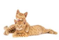 Quando um gato lambe o outro, o gesto pode significar mais do que carinho
