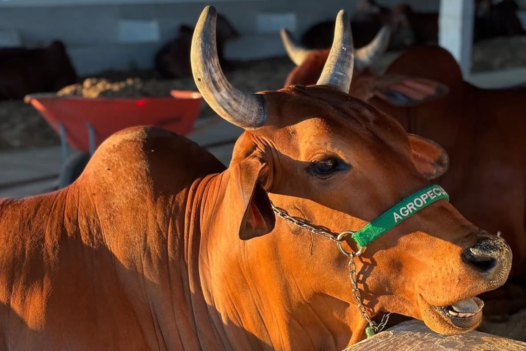 3º Leilão FEAGRO movimenta o mercado pecuário neste sábado (31) em Januária