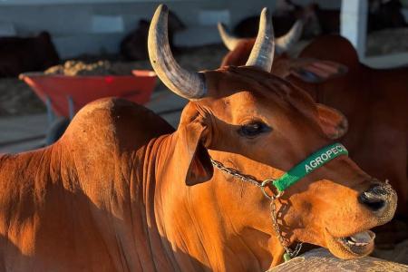 3º Leilão FEAGRO movimenta o mercado pecuário