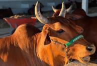 3º Leilão FEAGRO movimenta o mercado pecuário neste sábado (31) em Januária