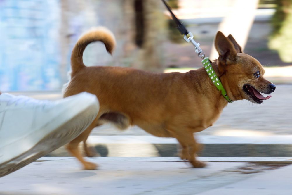 Pode levar cachorro ao ir votar? Veja o que dizem as regras das eleições