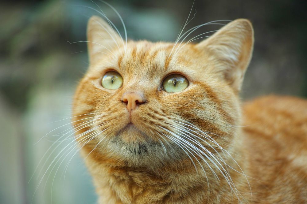 Quando um gato pisca devagar para você, o que ele está querendo dizer?