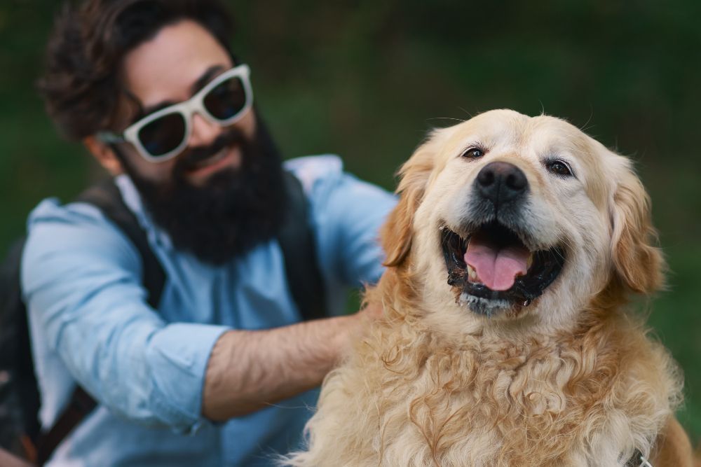 Sobrepeso em cães pode prejudicar o cérebro e acelerar o declínio cognitivo, aponta estudo