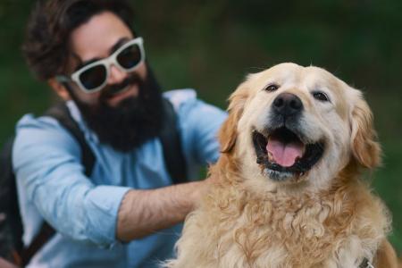 golden retriver