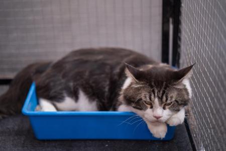 Seu gato arranha a caixa de areia por muito tempo?