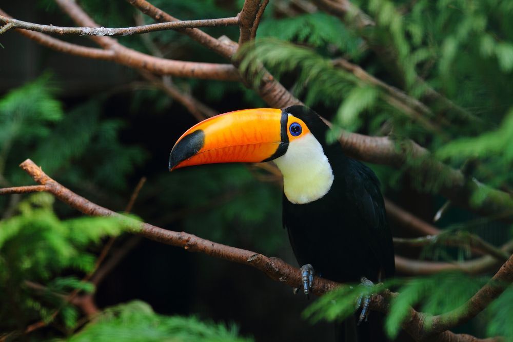 Sons de animais da Amazônia ajudam indígenas durante internação em hospital; entenda