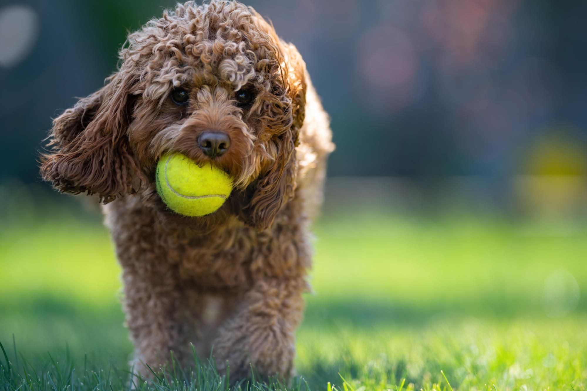 Os veterinários concordam sobre os poodles: 'É preciso prestar atenção aos olhos deles, é importante limpar a secreção ocular com frequência'