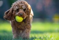 Cachorros: por que eles recebem o tutor com um brinquedo na boca?