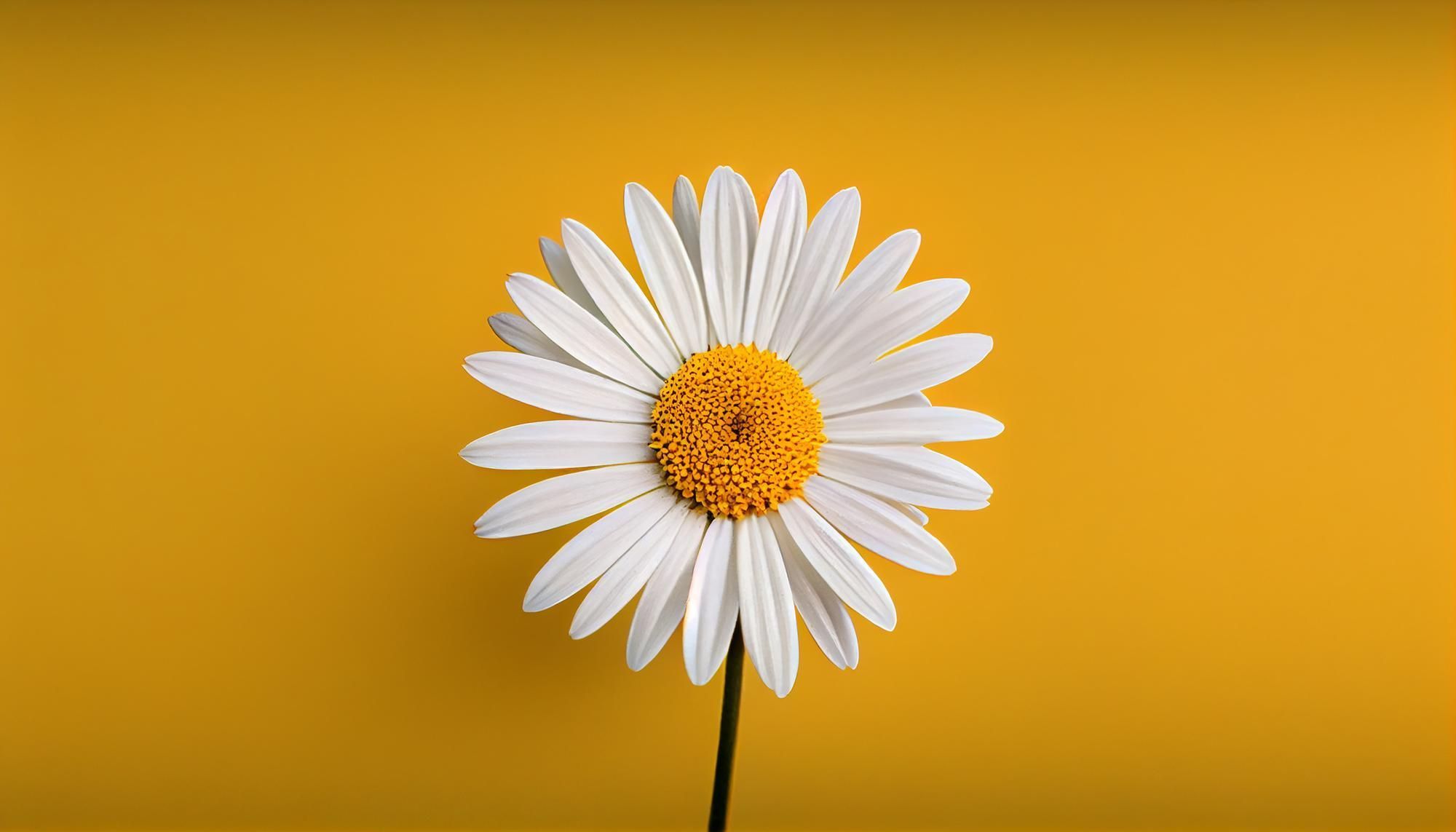 Por que oferecer uma margarida ou outra flor de presente em outubro e quais os benefícios que isso traz?