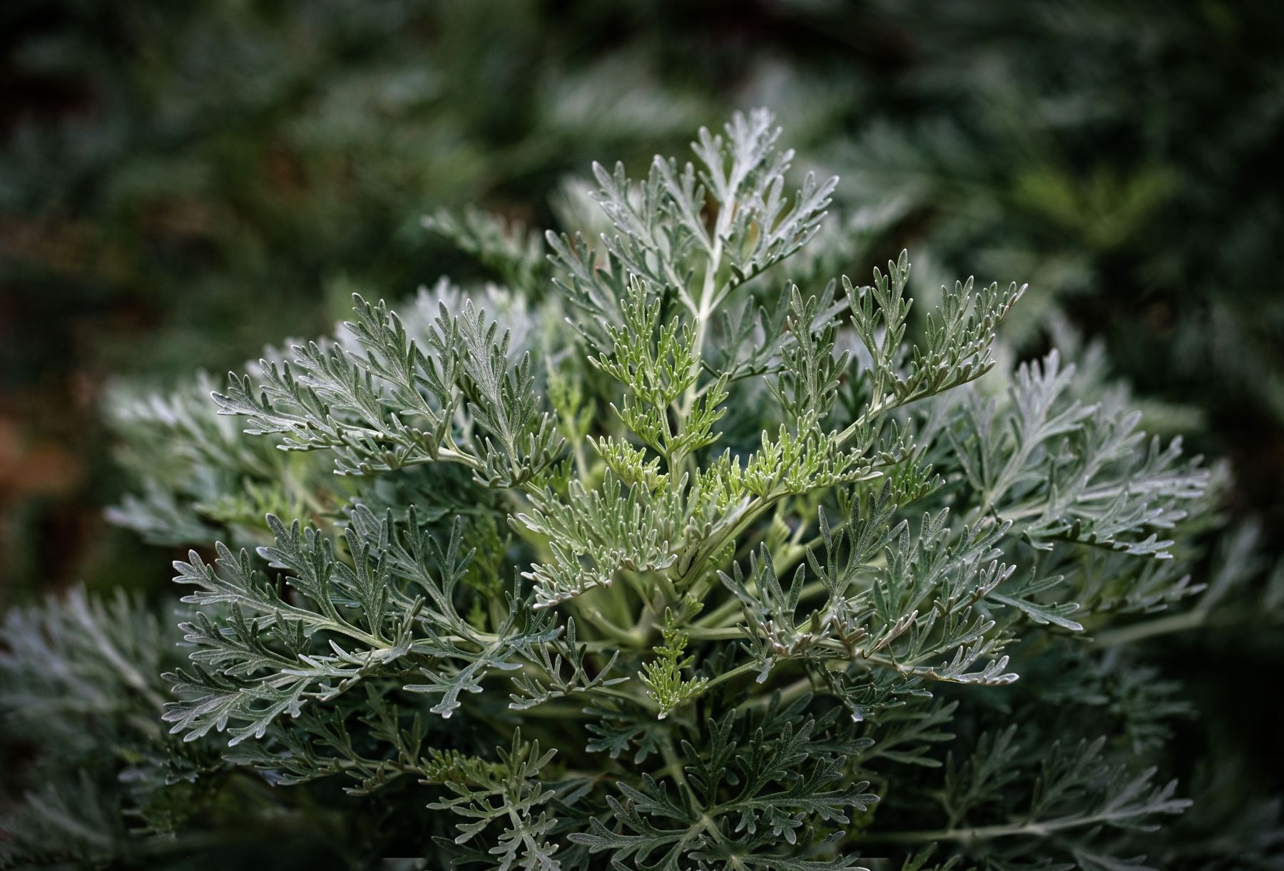 Duas plantas aromáticas que ajudam a afastar pulgas e carrapatos do jardim