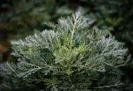 Duas plantas aromáticas que ajudam a afastar pulgas e carrapatos do jardim