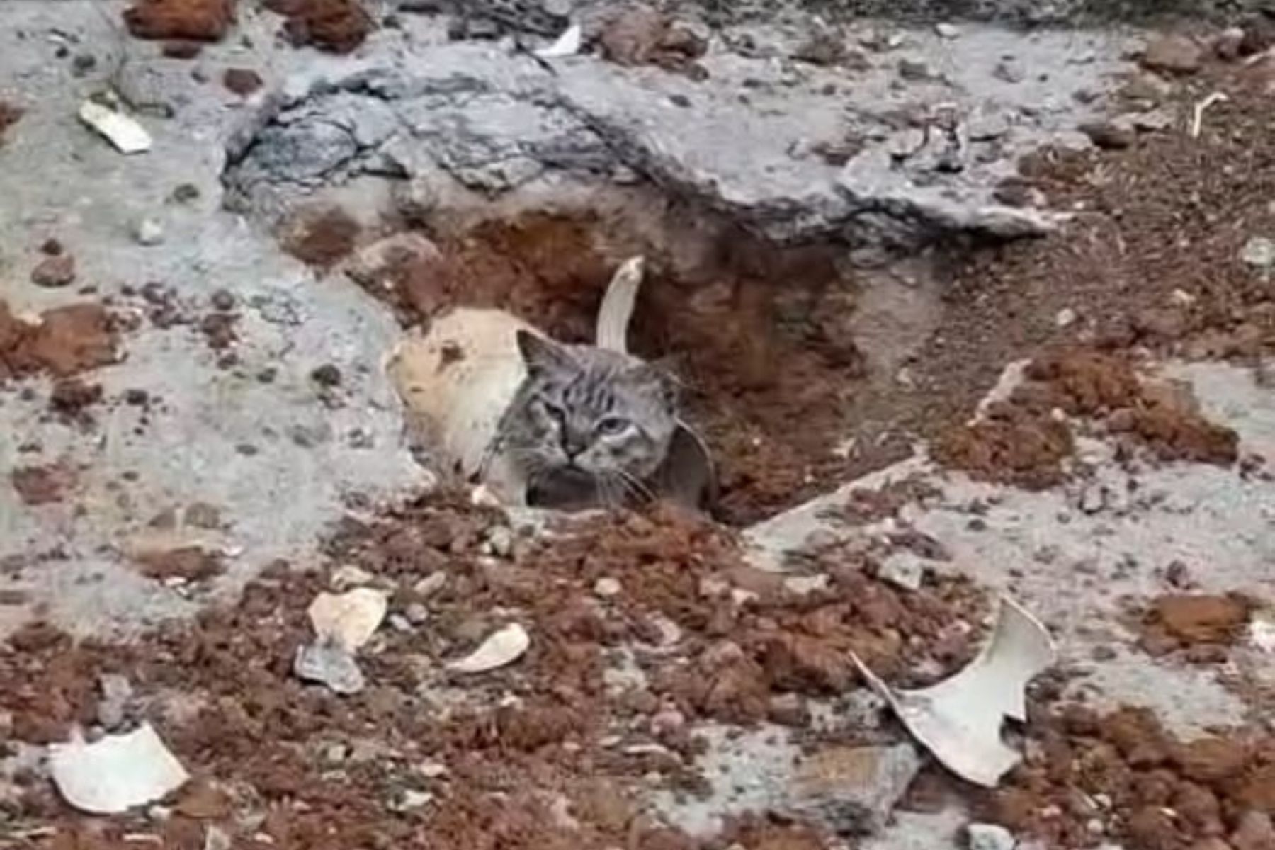 Bombeiros são acionados para resgatar gato preso em tubulação em Juiz de Fora